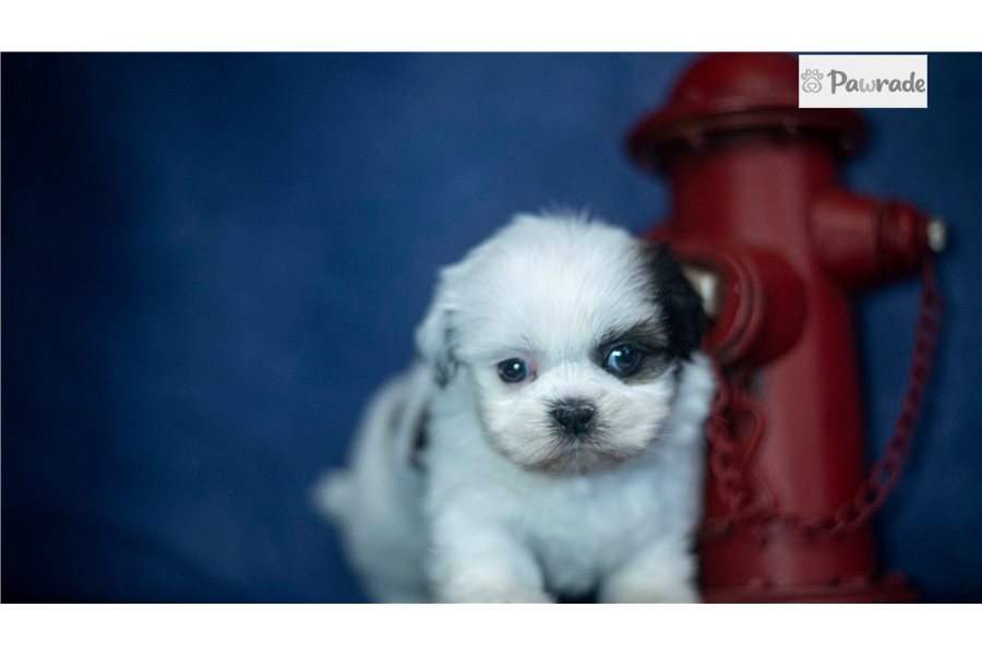 Icee - Shih Tzu for sale