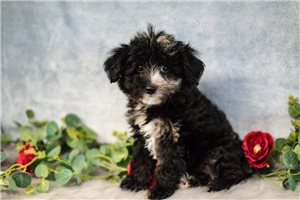 Mari - Aussiedoodle for sale