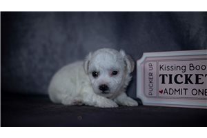 Jada, a Bichon Frise puppy