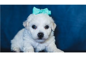 Gwen - puppy for sale