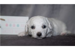 Justin - puppy for sale