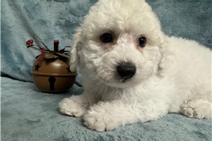 Bichon Frise for Sale | Puppies | Pawrade.com