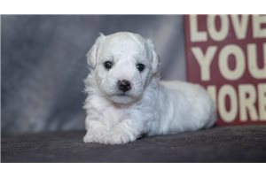 Jemma - puppy for sale