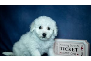 Jovie - Bichon Frise for sale