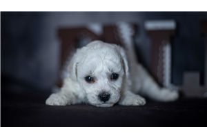 Jagger - Bichon Frise for sale