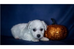Jolene, a Bichon Frise puppy
