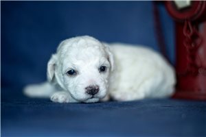 Jimmie - Bichon Frise for sale
