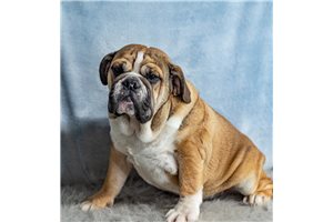 Benji - English Bulldog for sale