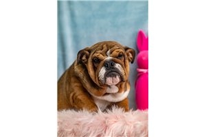 Talilah - English Bulldog for sale
