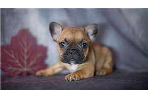 Rocky - puppy for sale