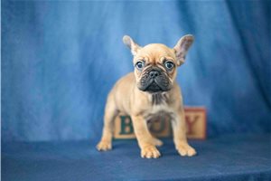 Aces - French Bulldog for sale