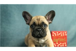 Jude - puppy for sale