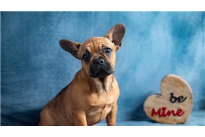 Amy - French Bulldog for sale