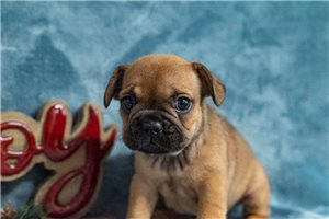 Adrian - puppy for sale