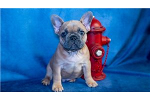 Apallo - French Bulldog for sale