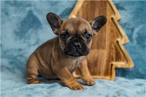 Abigail - French Bulldog for sale