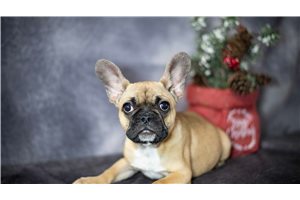 Jessica - French Bulldog for sale