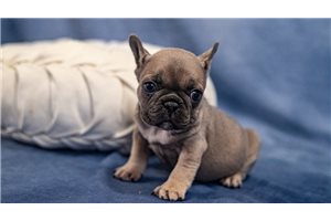 Martha - puppy for sale