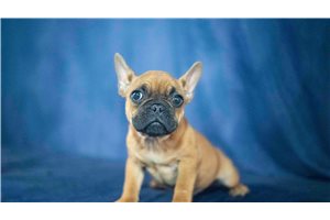 Ruger - French Bulldog for sale