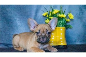 Carina - French Bulldog for sale
