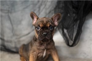 Millicent - French Bulldog for sale