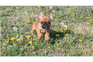Ruger - French Bulldog for sale