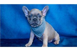 Aiden - French Bulldog for sale