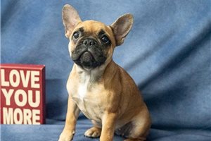 Mari - French Bulldog for sale