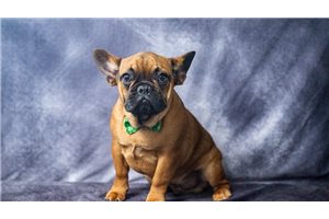 Adam - French Bulldog for sale