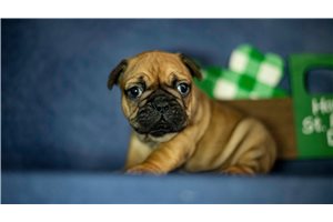 Aces - French Bulldog for sale