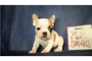 Susan - French Bulldog for sale