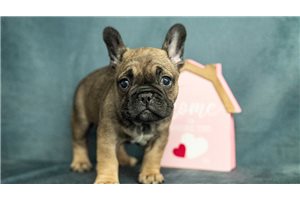 Juniper - French Bulldog for sale