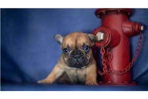 Avery - puppy for sale