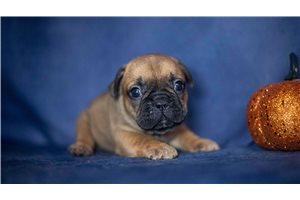 August - puppy for sale
