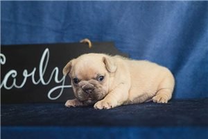 Carly - French Bulldog for sale