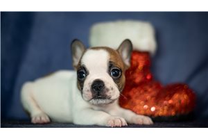 Scott - French Bulldog for sale