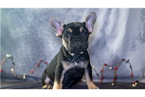 Adele - French Bulldog for sale