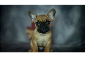 Rudy - French Bulldog for sale