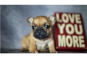 Rascal - puppy for sale