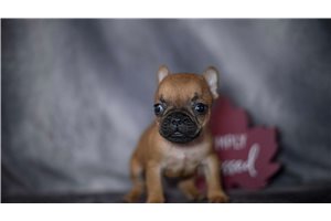Rambo - puppy for sale