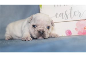 Monica - French Bulldog for sale