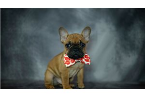 Ruger - French Bulldog for sale