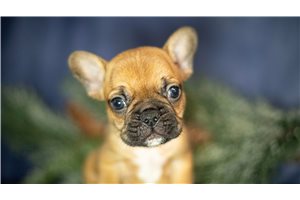 Shawn - puppy for sale