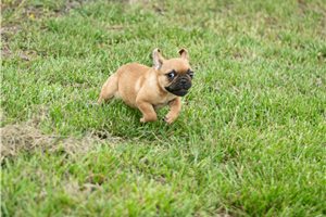 Rascal - French Bulldog for sale