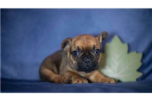 Atlas - French Bulldog for sale