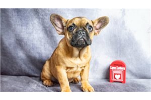 Abigail - French Bulldog for sale