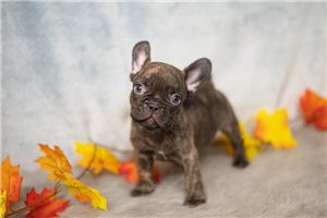 Spunky - French Bulldog for sale