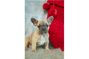 Bonnie - French Bulldog for sale