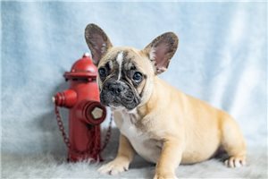 Cliff - French Bulldog for sale