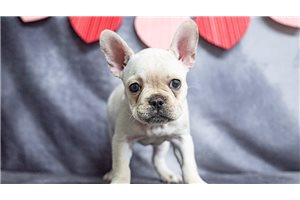 Margot - puppy for sale